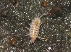 Littorophiloscia