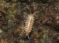 Littorophiloscia