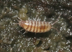 Littorophiloscia