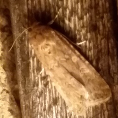 Spodoptera exigua