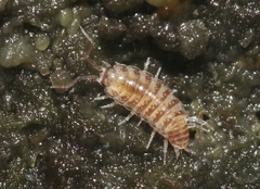 Littorophiloscia