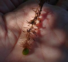 Utricularia intermedia