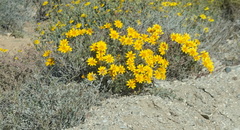 Gazania lichtensteinii