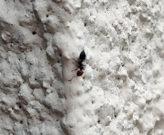 Crematogaster scutellaris