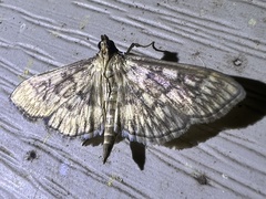 Herpetogramma pertextalis