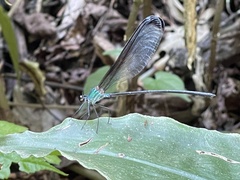 Psolodesmus mandarinus dorothea