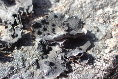 Umbilicaria