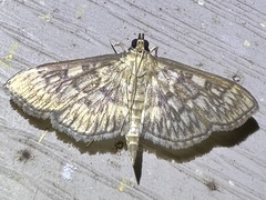 Herpetogramma pertextalis