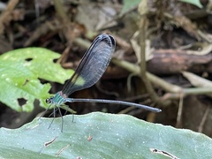 Psolodesmus mandarinus dorothea