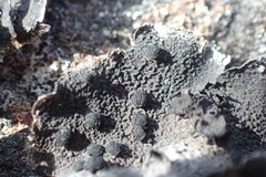 Umbilicaria