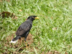 Acridotheres javanicus