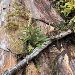 Podocarpus laetus