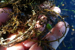 Utricularia intermedia