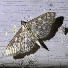 Herpetogramma pertextalis