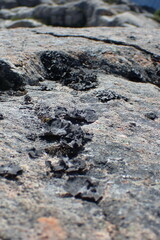 Umbilicaria