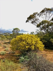 Senna artemisioides