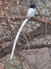 Terpsiphone paradisi