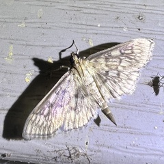 Herpetogramma pertextalis