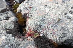 Micranthes ferruginea