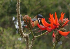 Acanthorhynchus tenuirostris