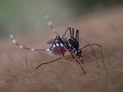 Aedes polynesiensis