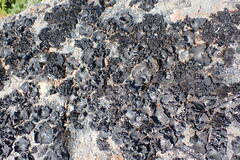 Umbilicaria