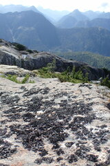 Umbilicaria