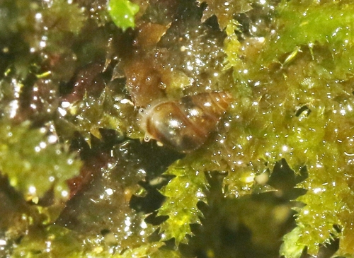 Tornatellaria, 2022-01-27