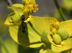 Camponotus cruentatus