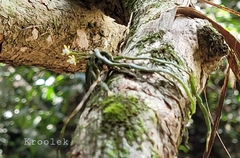 Taeniophyllum pusillum
