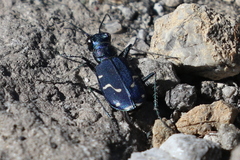 Cicindela depressula