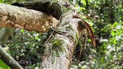 Taeniophyllum pusillum