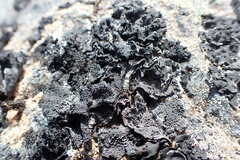 Umbilicaria