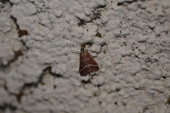 Pyrausta volupialis