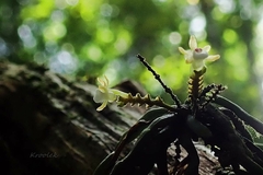 Taeniophyllum pusillum