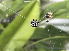 Gasteracantha sacerdotalis