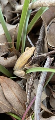 Litoria adelaidensis