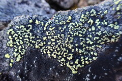 Rhizocarpon