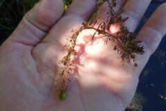 Utricularia intermedia