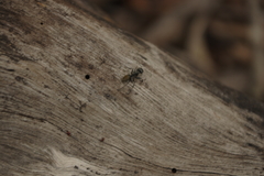 Camponotus aeneopilosus