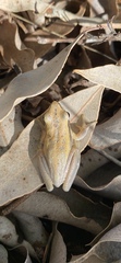 Litoria adelaidensis