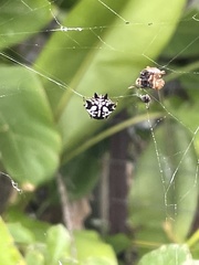 Gasteracantha sacerdotalis