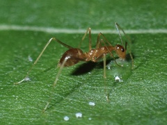 Anoplolepis gracilipes