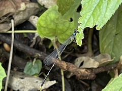 Coeliccia flavicauda