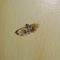 Musotima suffusalis