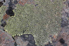 Rhizocarpon