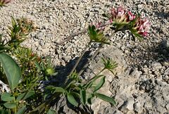 Anthyllis vulneraria rubriflora