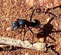 Myrmophyma