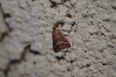 Pyrausta volupialis