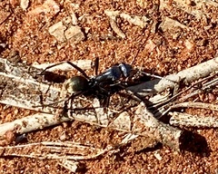 Myrmophyma